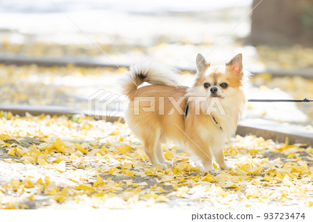 狗和寵物吉娃娃散步 93723474