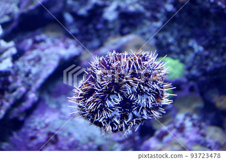 Mysterious sea urchin Mysterious sea urchin 93723478