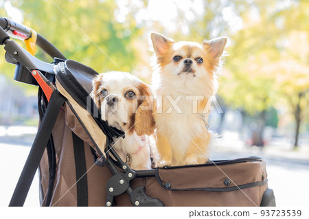 Dog Pet Chihuahua and Cavalier on a cart 93723539