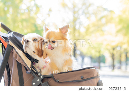 Dog Pet Chihuahua and Cavalier on a cart Dog Pet Chihuahua and Cavalier on a cart 93723543