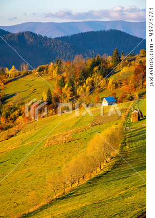 rural landscape of carpathian mountains at sunrise. trees in fall foliage on grassy rolling hills. clouds on the sky and fog in the distant valley. beautiful countryside scenery in morning light rural landscape of carpathian mountains at sunrise. trees in fall foliage on grassy rolling hills. clouds on the sky and fog in the distant valley. beautiful countryside scenery in morning light 93723723