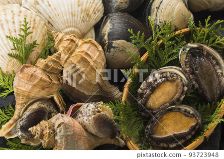 image of various seashells image of various seashells 93723948