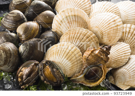 image of various seashells 93723949