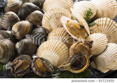 image of various seashells 93723950