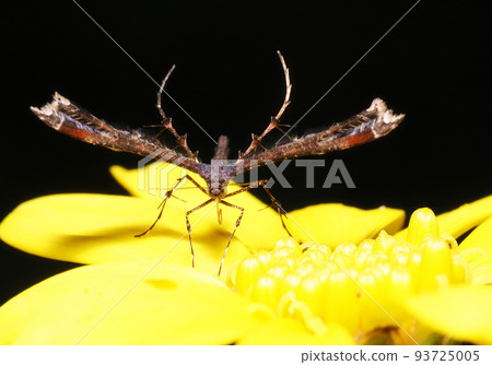 Grape Toriba Perched on a Japanese Tsuwabuki Flower 93725005