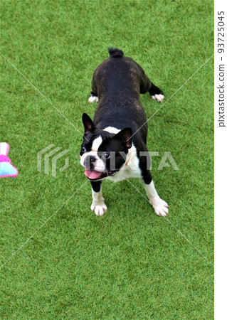 Mighty, a Boston terrier, looks up cutely while playing with a ribbon hanging from a string at a dock run in Yuzu no Sato Moroyama Town. Mighty, a Boston terrier, looks up cutely while playing with a ribbon hanging from a string at a dock run in Yuzu no Sato Moroyama Town. 93725045