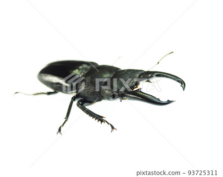 日本最強的平背鍬蟲 93725311