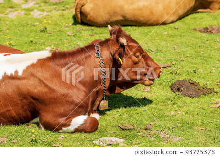 Brown and White Dairy Cow with Cowbell on a Mountain Pasture - Alps Austria Brown and White Dairy Cow with Cowbell on a Mountain Pasture - Alps Austria 93725378