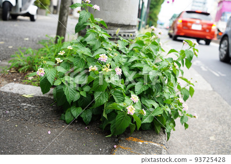 Citihenga Citihenga 93725428