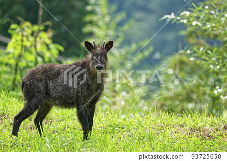 A Japanese serow standing in the grassland 93725650