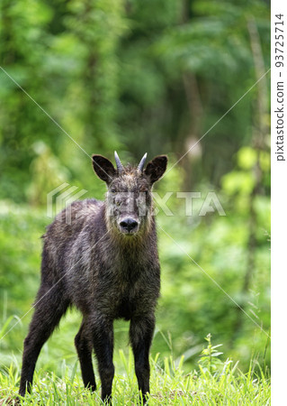 站立在草原的日本serow 93725714