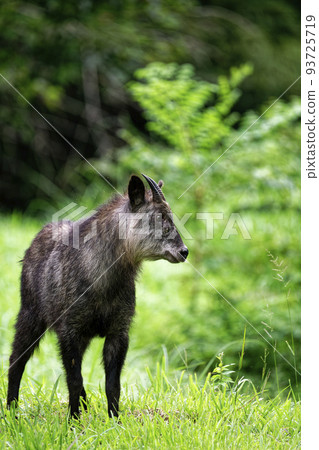 站立在草原的日本serow 93725719