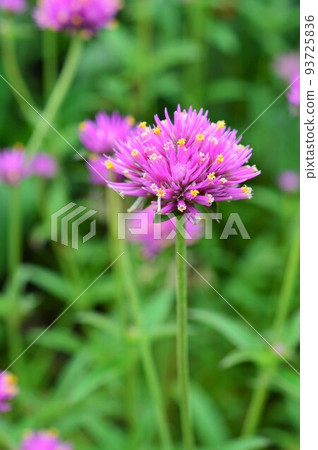 Gonfrena Love Love Love (thousand red) Gonfrena Love Love Love (thousand red) 93725836