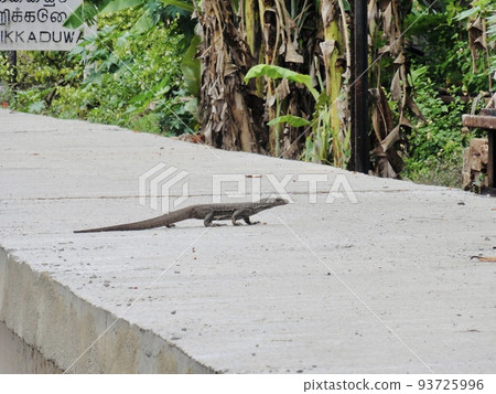 [Sri Lanka] Bengal monitor lizard in Hikkaduwa 93725996