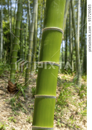 Bamboo grove Bamboo grove 93726085