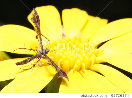 Grape Toriba Perched on a Japanese Tsuwabuki Flower 93726174