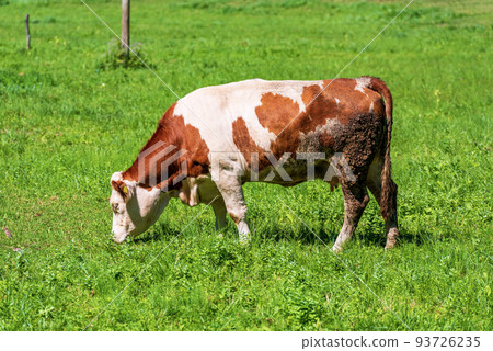 Brown and White Dairy Cow on a Mountain Pasture - Alps Slovenia 93726235