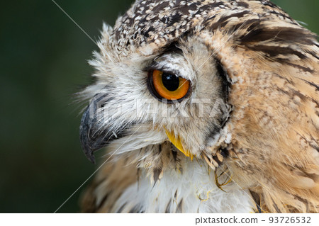 Mizuku staring Mizuku staring 93726532