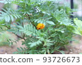 Marigold  93726673