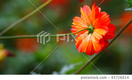 Hama-rikyu Gardens' yellow cosmos are in full bloom 93726814