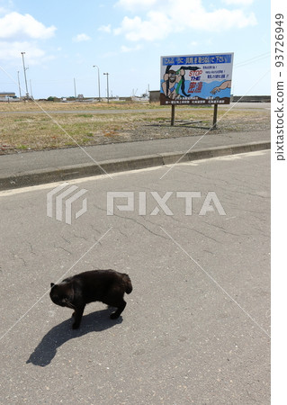 北海道日高港貓 北海道日高港貓 93726949