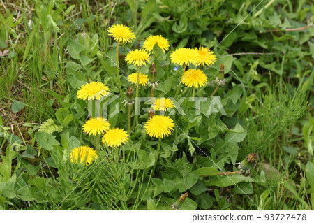蒲公英，開花在領域的黃色花 93727478