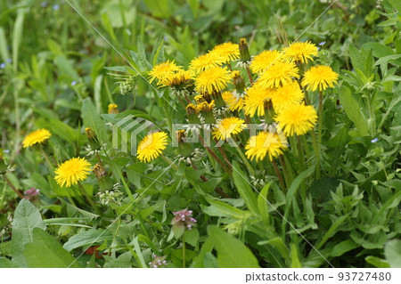 蒲公英,開花在領域的黃色花 蒲公英,開花在領域的黃色花 93727480