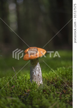 the mushroom grows in the forest. the mushroom grows in the forest. 93727575