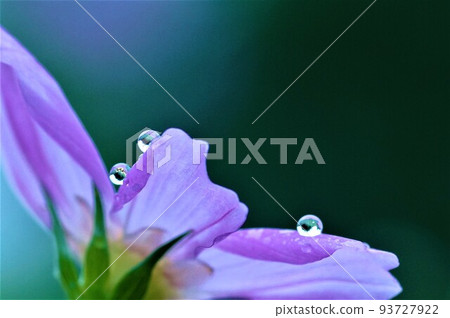 Autumn cherry blossoms with drops Autumn cherry blossoms with drops 93727922