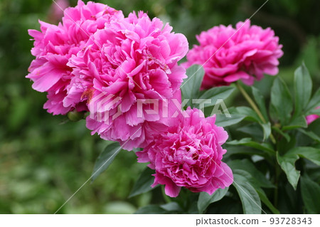 A button with large bright purple flowers A button with large bright purple flowers 93728343