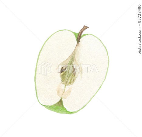 apple apple cross section 93728490