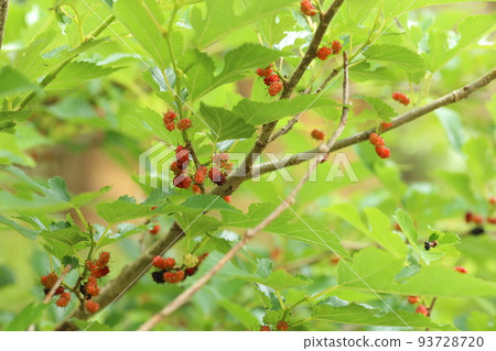 一棵長著紅色漿果的桑樹 一棵長著紅色漿果的桑樹 93728720