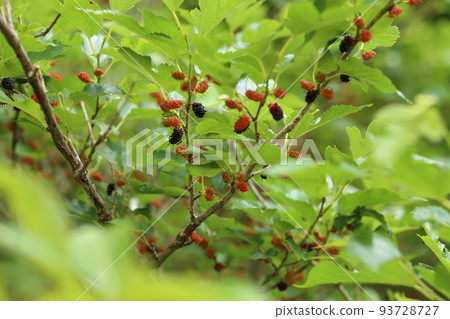 A mulberry tree with red berries A mulberry tree with red berries 93728727