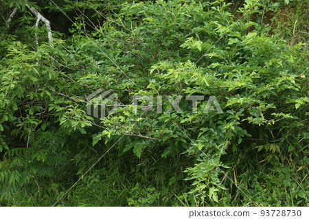 A mulberry tree with red berries 93728730