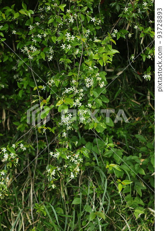 亞洲茉莉的白花,在樹周圍生長,散發著甜美的香味 亞洲茉莉的白花,在樹周圍生長,散發著甜美的香味 93728893