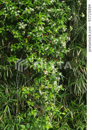 White flowers of Asiatic jasmine with a sweet scent that grows around the tree 93728894