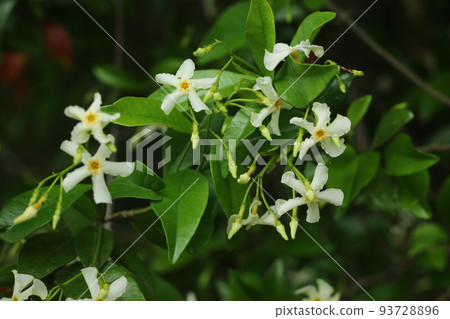 White flowers of Asiatic jasmine with a sweet scent that grows around the tree White flowers of Asiatic jasmine with a sweet scent that grows around the tree 93728896