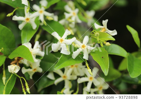 亞洲茉莉的白花，在樹周圍生長，散發著甜美的香味 93728898