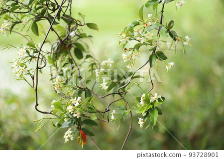 White flowers of Asiatic jasmine with a sweet scent that grows around the tree 93728901