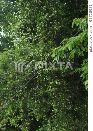 White flowers of Asiatic jasmine with a sweet scent that grows around the tree 93728921