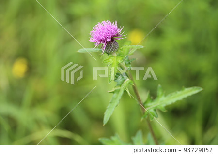 Cirsium japonicum, a large purple flower that blooms in the field from early summer to summer Cirsium japonicum, a large purple flower that blooms in the field from early summer to summer 93729052