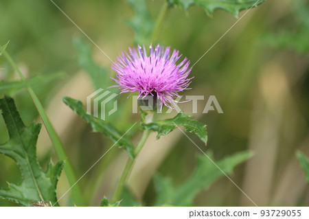 Cirsium japonicum, a large purple flower that blooms in the field from early summer to summer 93729055