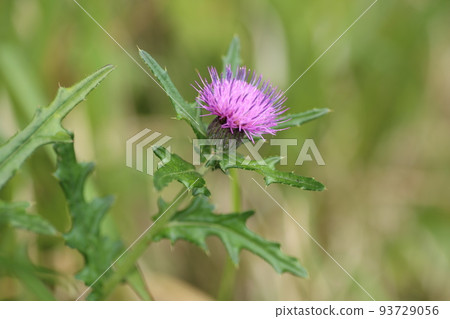 Cirsium japonicum, a large purple flower that blooms in the field from early summer to summer Cirsium japonicum, a large purple flower that blooms in the field from early summer to summer 93729056