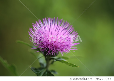 Cirsium japonicum, a large purple flower that blooms in the field from early summer to summer Cirsium japonicum, a large purple flower that blooms in the field from early summer to summer 93729057