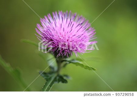 Cirsium japonicum, a large purple flower that blooms in the field from early summer to summer Cirsium japonicum, a large purple flower that blooms in the field from early summer to summer 93729058