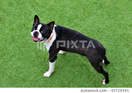 Mighty-kun, a cute Boston terrier staring at the blue sky at a dog run full of nature in Moroyama Town, Saitama Prefecture, Yuzu no Sato♡ 93729341