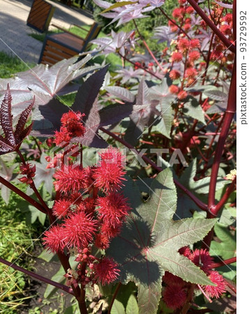 Castor oil plant. Spiny fruit of castor oil plant 93729592