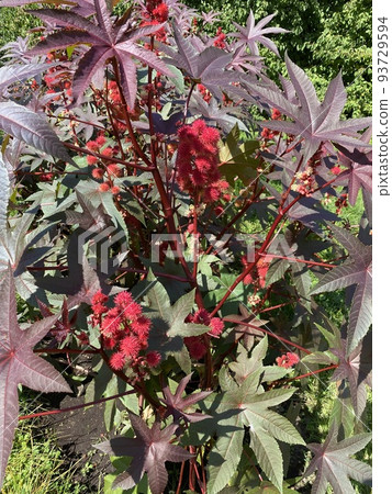 Castor oil plant. Spiny fruit of castor oil plant Castor oil plant. Spiny fruit of castor oil plant 93729594