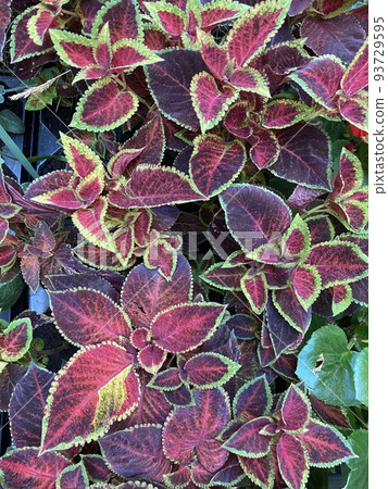 Green and red foliage of the Coleus plant - bright red leaves close-up, natural background, floral abstract texture. Green and red foliage of the Coleus plant - bright red leaves close-up, natural background, floral abstract texture. 93729595