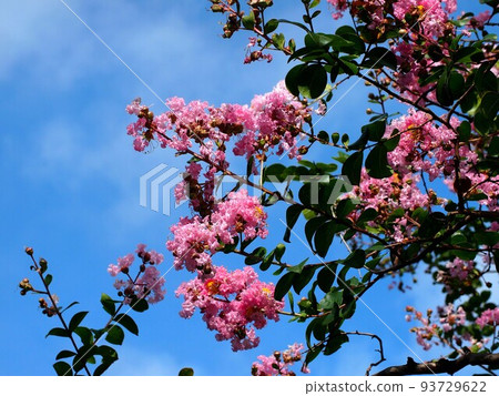 Pink crape myrtle in the summer sky and the morning sun 93729622